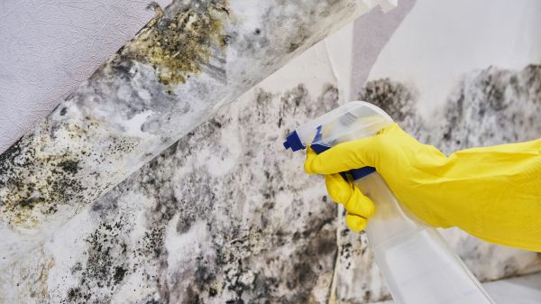 Mold Inspection And Removal Service