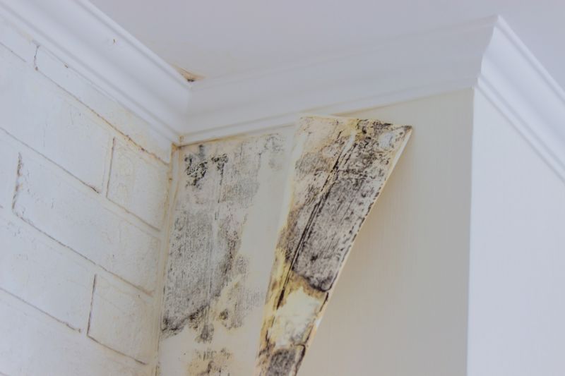 Attic Mold Removal in West Palm Beach, FL