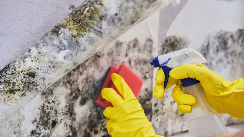During Mold Removal