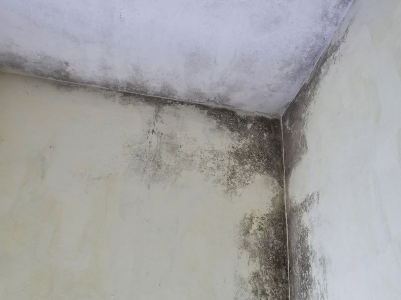 Ceiling Mold Removal in Boca Raton, FL