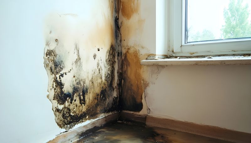 Mold Restoration in Boca Raton, FL