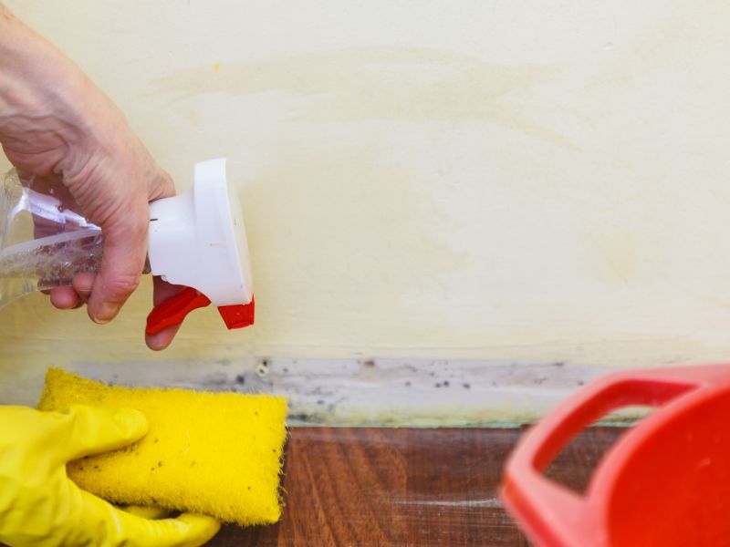 Mold Restoration in Boca Raton, FL