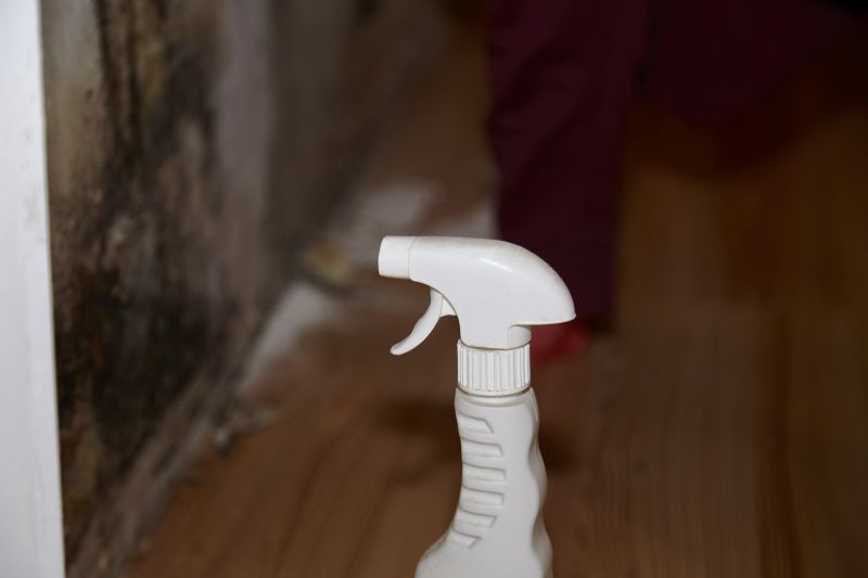 Mold Treatment Service in Boca Raton, FL