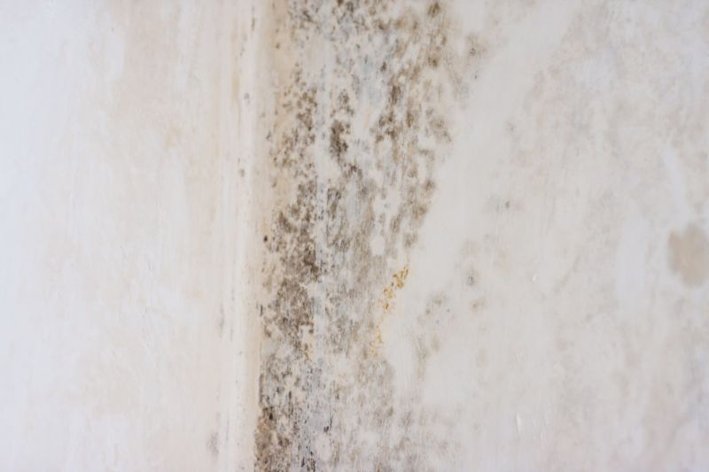 White Mold Mitigation in Dallas, TX
