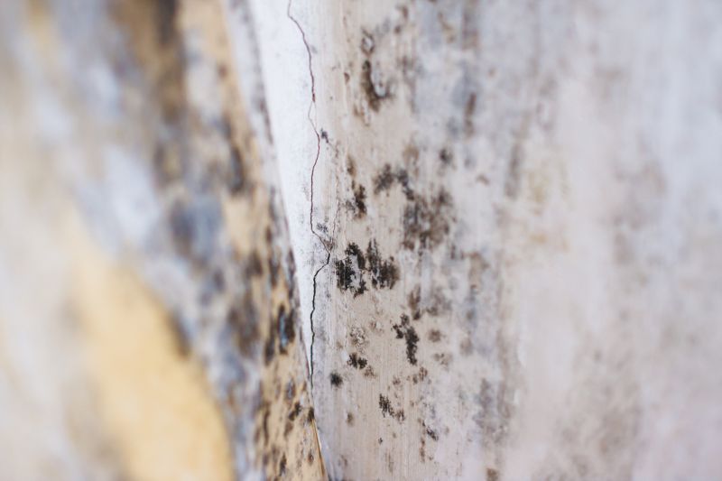 White Mold Mitigation in Fort Lauderdale, FL